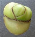  Female flower